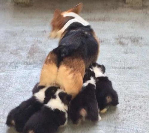 犬舍買狗注意事項