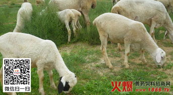 注意事項,農(nóng)村,養(yǎng)羊
