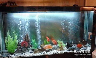 養魚(yú),魚(yú)缸,注意事項