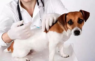 狗狗打了狂犬疫苗后注意事項(xiàng)
