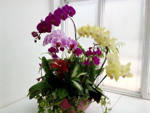 蝴蝶蘭開(kāi)花期的養殖方法和注意事項,蝴蝶蘭開(kāi)花時(shí)注意事項,開(kāi)花的蝴蝶蘭的養殖方法和注意事項