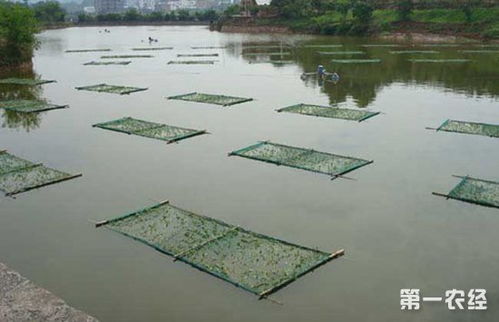 池塘養(yǎng)魚注意事項