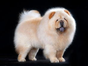 注意事項,松獅犬
