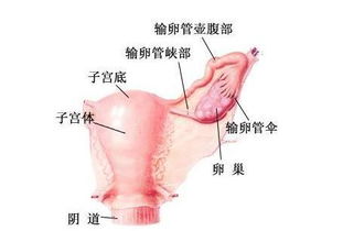 引產(chǎn),注意事項,飲食
