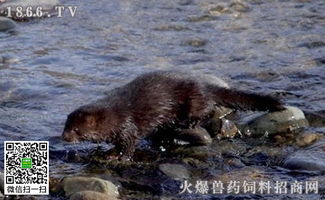 兔子交配注意事項,水貂保養注意事項,飼養水貂的注意事項