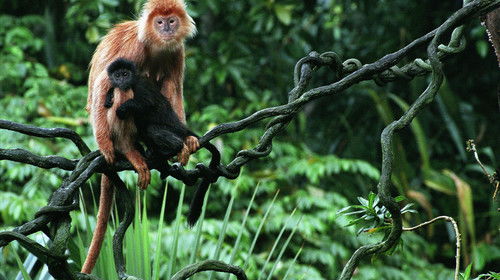 幼兒去動(dòng)物園注意事項,動(dòng)物園的注意事項,動(dòng)物園安全注意事項