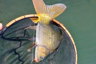 倒刺,鯉魚(yú),注意事項