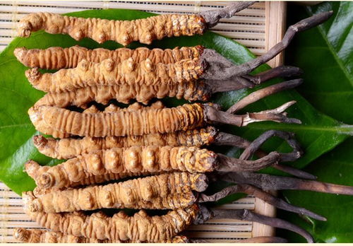 產(chǎn)婦吃冬蟲(chóng)夏草注意事項