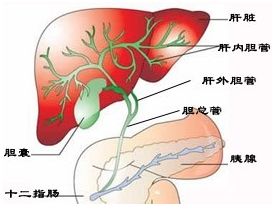 陰囊結石飲食注意事項