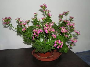長壽,注意事項,花換盆后