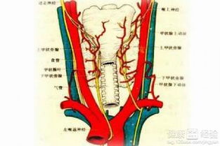 甲狀腺平時注意事項