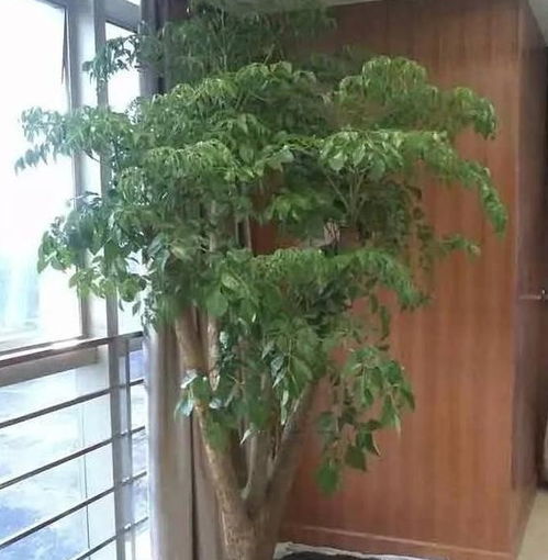 室內養花七點(diǎn)注意事項