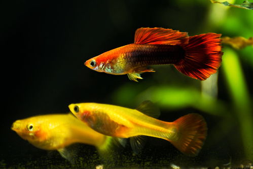 注意事項,孔雀魚(yú),生產(chǎn)