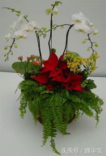蝴蝶蘭開(kāi)花期注意事項