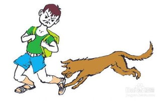 注射狅犬疫苗注意事項