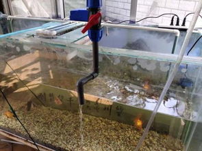 森森魚缸底濾改造,魚缸底濾改造最佳方法,魚缸底濾改造最佳方法