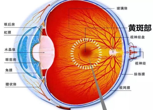 黃斑,眼病,注意事項,飲食