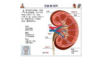 肝功腎功檢查前注意事項,查腎功能注意事項,做甲功檢查注意事項