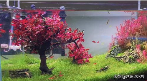 草缸養魚(yú)注意事項,荷花缸養魚(yú)注意事項,陶瓷缸養魚(yú)注意事項