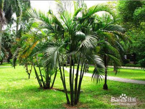 盆栽,養(yǎng)殖,注意事項(xiàng),方法