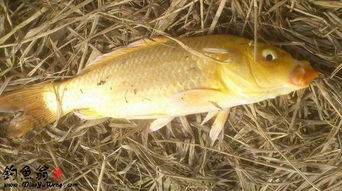 冬季黃金鯽魚(yú)的餌料及注意事項