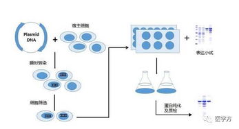 堿法提取質(zhì)粒的注意事項(xiàng),質(zhì)粒大提注意事項(xiàng),質(zhì)粒提取的注意事項(xiàng)