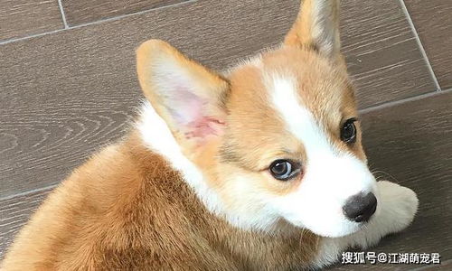 柯基養殖注意事項