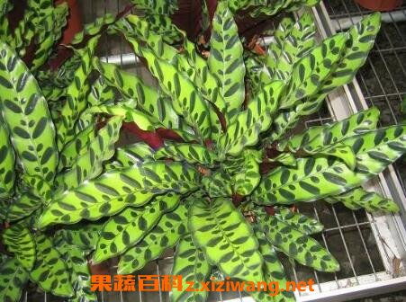 竹芋,花葉,養殖,注意事項