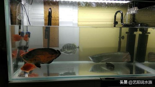 裸缸養魚(yú)注意事項