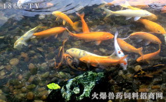 家里養鯽魚(yú)注意事項,魚(yú)缸養紅鯽魚(yú)注意事項,釣鯽魚(yú)注意事項