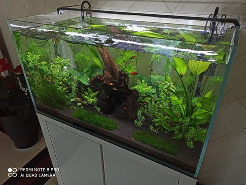 魚(yú)缸全缸換水注意事項