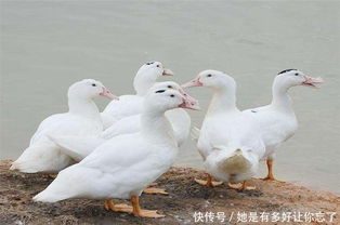 圈養,注意事項