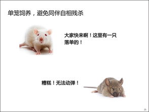 小鼠基本實(shí)驗操作注意事項,實(shí)驗小鼠的操作注意事項,實(shí)驗小鼠的操作注意事項及給藥方式