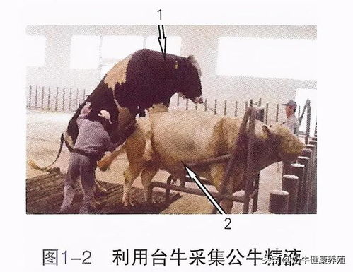 人工受精術后的注意事項,珍禽人工受精的注意事項,人工受精前后注意事項