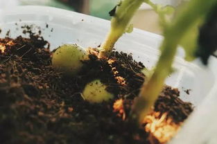 陽(yáng)臺種植土豆注意事項