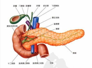 胰腺,注意事項