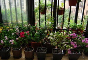 高層陽(yáng)臺養花注意事項,封閉式陽(yáng)臺養花注意事項,人血白蛋白養花的注意事項