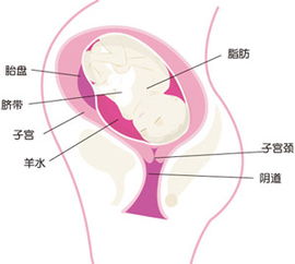 懷孕35周了應該注意事項