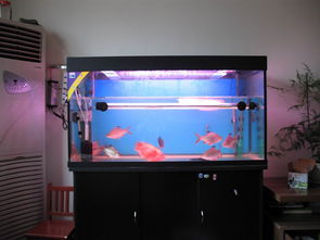 開(kāi)新魚(yú)缸注意事項(xiàng),魚(yú)缸放維生素c注意事項(xiàng),田螺放魚(yú)缸注意事項(xiàng)