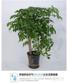 盆栽平安樹的養(yǎng)殖方法和注意事項(xiàng)