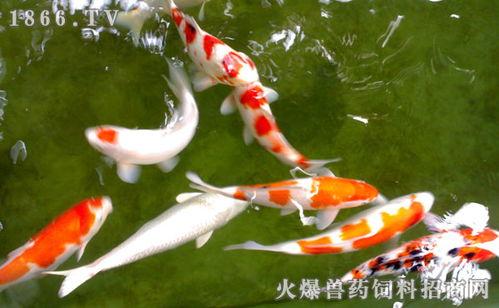 錦鯉,注意事項,新缸養(yǎng)