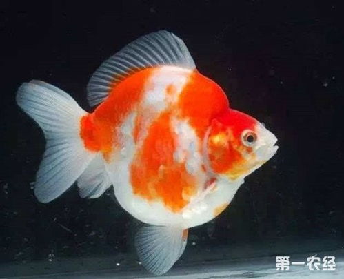 鎦金金魚(yú)注意事項