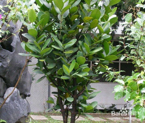 綠寶木怎么養殖方法和注意事項