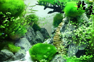 草缸開(kāi)缸注意事項(xiàng),草缸養(yǎng)魚注意事項(xiàng),草缸養(yǎng)蝦注意事項(xiàng)