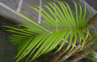 盆栽散尾葵的養(yǎng)殖方法和注意事項(xiàng)