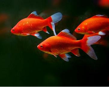 紅鯽魚(yú)的養殖方法和注意事項,魚(yú)缸養紅鯽魚(yú)注意事項,鯽魚(yú)的養殖方法和注意事項