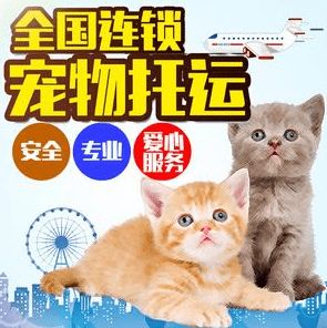 貓咪運(yùn)輸注意事項(xiàng)