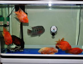 養海水魚(yú)注意事項