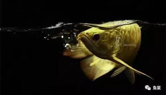 魚(yú)缸剛開(kāi)注意事項(xiàng)