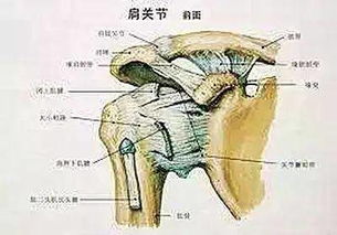 肩周炎患者應(yīng)注意事項,支氣管擴(kuò)張平時應(yīng)注意事項,肩周炎灌注治療應(yīng)注意事項